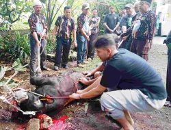 Angkatan Muda Siliwangi (AMS) Distrik 015 Kota Depok Gelar Penyembelihan Hewan Kurban: Wujud Kepedulian dan Kebersamaan
