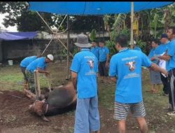 Warga RW.01 Kelurahan Jatijajar Laksanakan Qurban: 14 Ekor Sapi dan 30 Ekor Kambing sebagai Wujud Syukur kepada Allah SWT